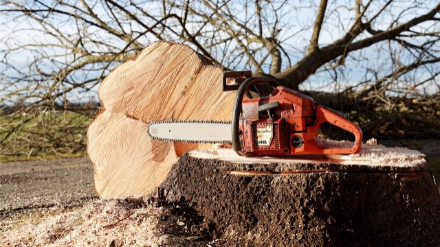 Baumpflegemaßnahmen und Fällungen in Lahnstein