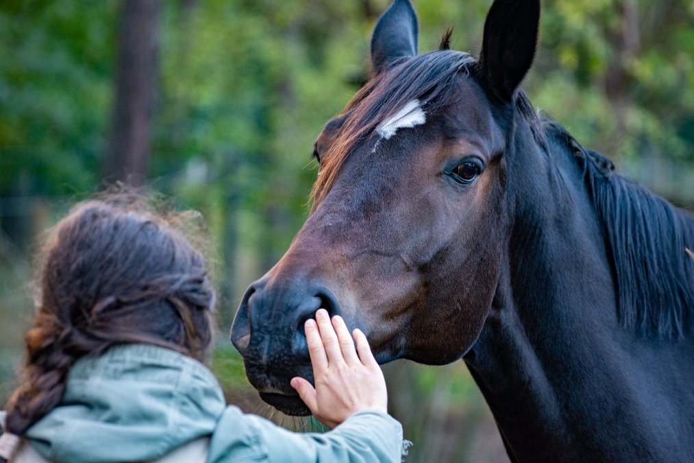 Pferd schubst Frau von Rad - Halterin zu Schmerzensgeld verurteilt Pferd schubst Frau von Rad - Halterin zu Schmerzensgeld verurteilt