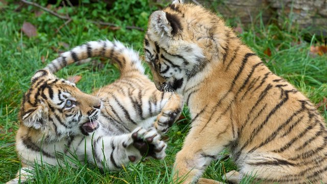 Zwei Sibirische Tigerbabys wachsen im Hunsrück auf