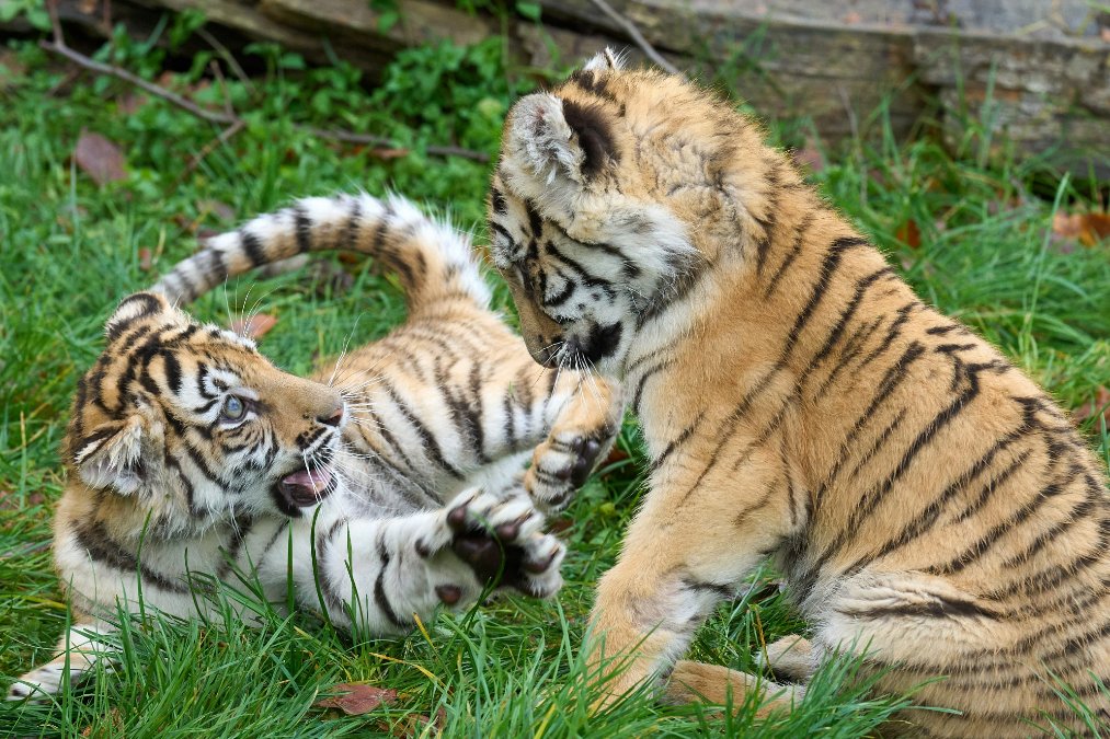 Zwei Sibirische Tigerbabys wachsen im Hunsrück auf Zwei Sibirische Tigerbabys wachsen im Hunsrück auf