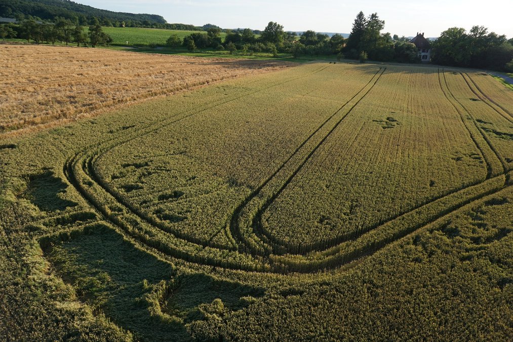 Landkreis Neuwied: Unbekannte verwüsten mit Autos Feld eines Landwirts Landkreis Neuwied: Unbekannte verwüsten mit Autos Feld eines Landwirts