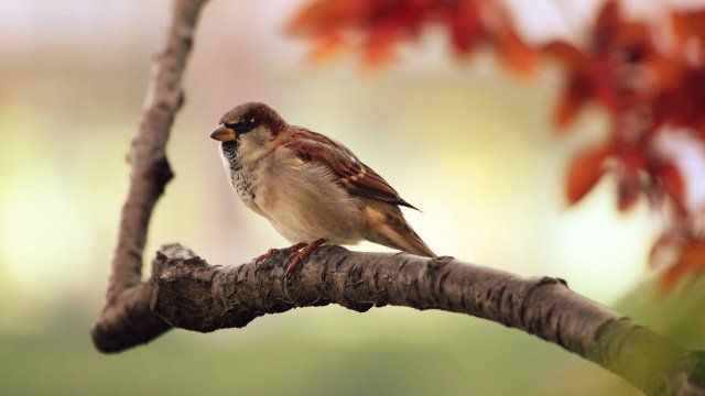 Braunkehlchen im Blick - Vogelschutzwarte nimmt Arbeit auf