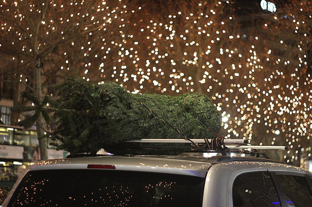 Weihnachtsbäume im Cabrio befördert Weihnachtsbäume im Cabrio befördert