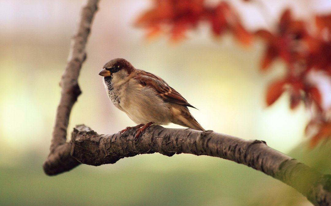 Braunkehlchen im Blick - Vogelschutzwarte nimmt Arbeit auf Braunkehlchen im Blick - Vogelschutzwarte nimmt Arbeit auf