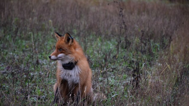 Füchse und keine Hunde - gehäutete Kadaver aus Sieg untersucht