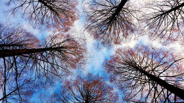 Zwei Stunden Stromausfall wegen umgestürzter Bäume im Westerwaldkreis