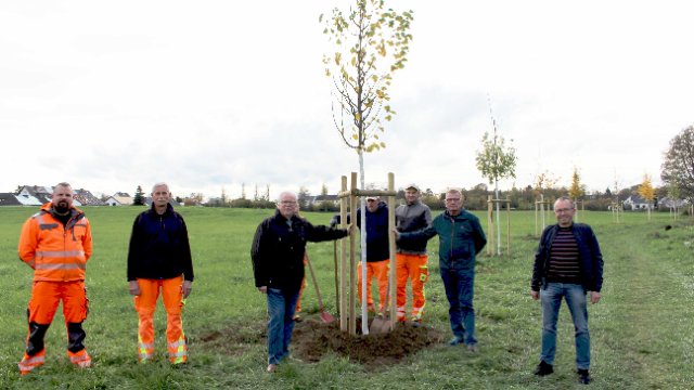 Ersatzbepflanzungen für die Platanen am Rheinufer