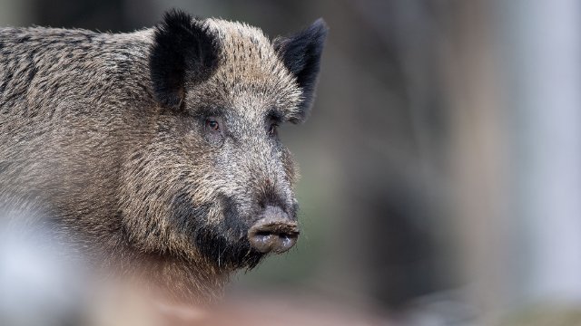 Wildschweine nerven Kommunen