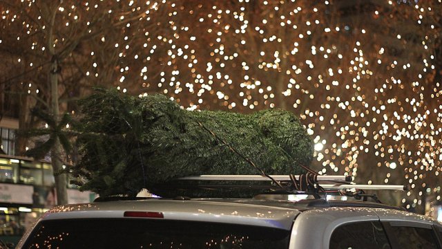 Weihnachtsbäume im Cabrio befördert