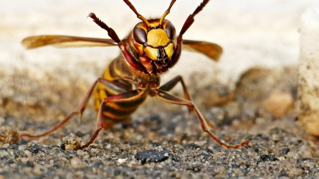Asiatische Hornisse breitet sich im Land aus