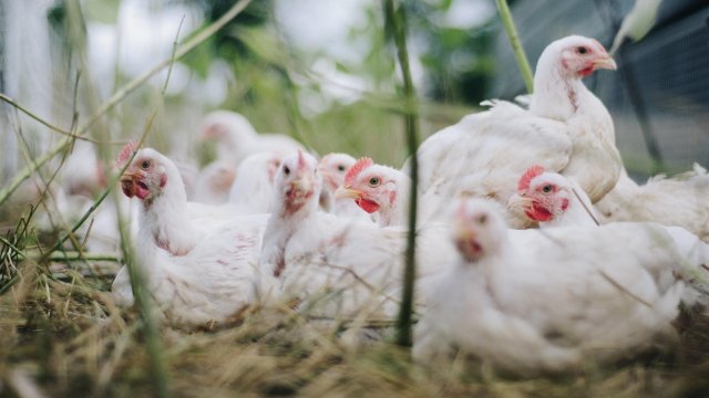 Vogelgrippe: Maßnahmen im Kreis Altenkirchen aufgehoben  