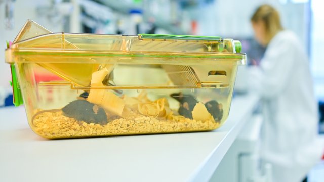 Mehr als 260 000 Versuchstiere pro Jahr in Rheinland-Pfalz