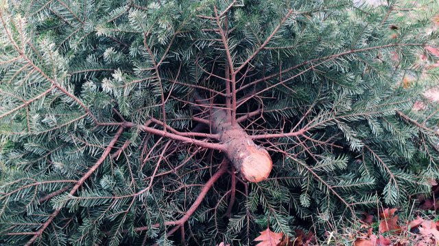 Einsammlung von Weihnachtsbäumen in Miellen