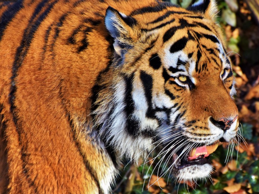 Weihnachtsbaumverwertung im Tierpark Bell Weihnachtsbaumverwertung im Tierpark Bell
