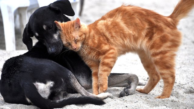 Ein Herz für Hunde und Katzen: Eder verleiht Tierschutzpreise