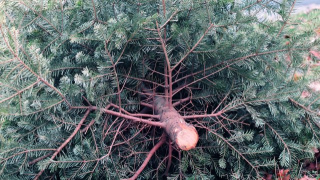 Weihnachtsbäume in Frücht werden eingesammelt