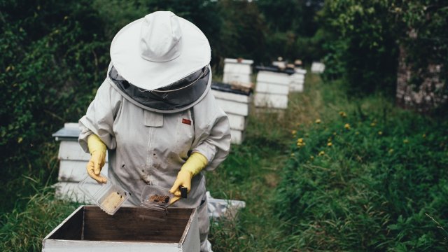 Neustadt (Wied): Unbekannte stehlen Bienenstöcke - Polizei sucht nach Zeugen