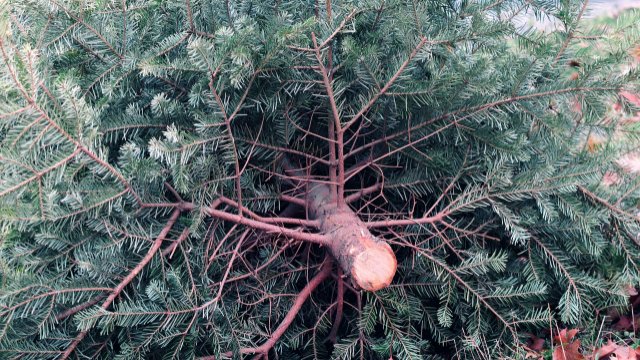 Einsammlung von Weihnachtsbäumen in Fachbach
