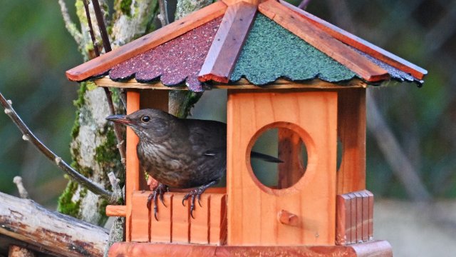Bundesweiter Aufruf zum Zählen der Wintervögel ab Freitag