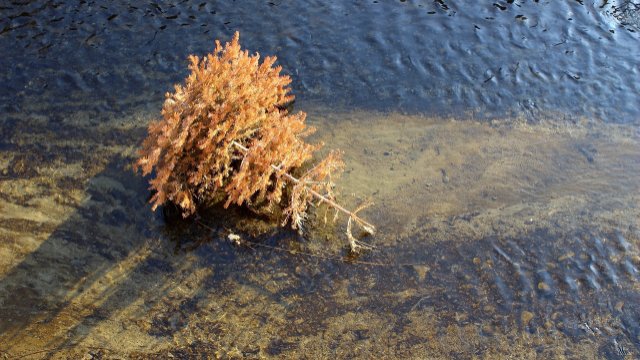 Weihnachtsbäume in Seelbach werden eingesammelt