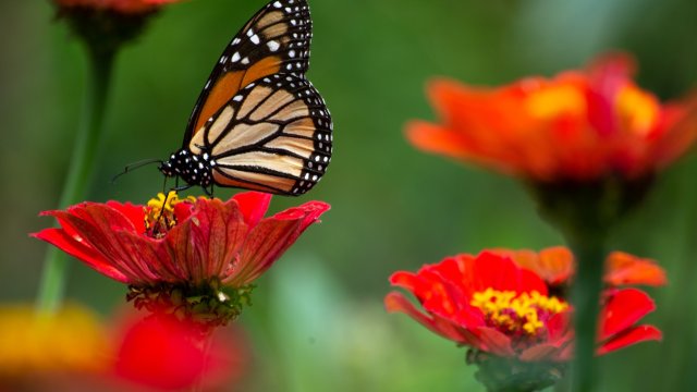 Studie: Zahl der Insektenarten in Wäldern über Jahrzehnte stabil