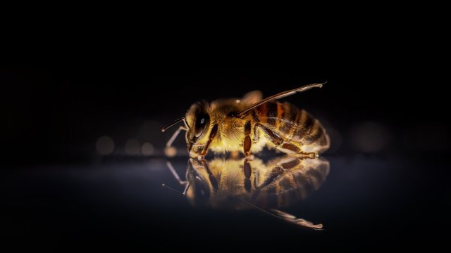 Zu warmer Winter: Bienen suchen vergebens nach Nahrung