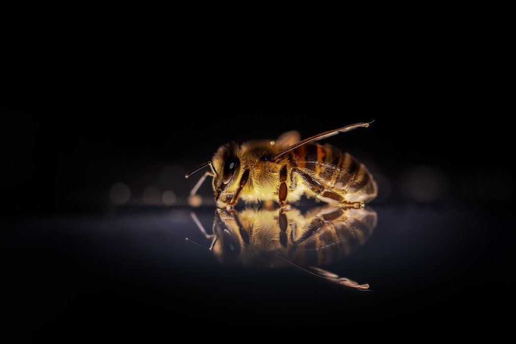 Zu warmer Winter: Bienen suchen vergebens nach Nahrung Zu warmer Winter: Bienen suchen vergebens nach Nahrung