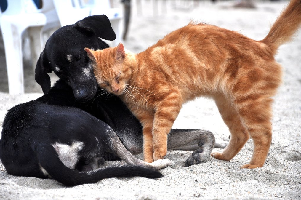 Ein Herz für Hunde und Katzen: Eder verleiht Tierschutzpreise