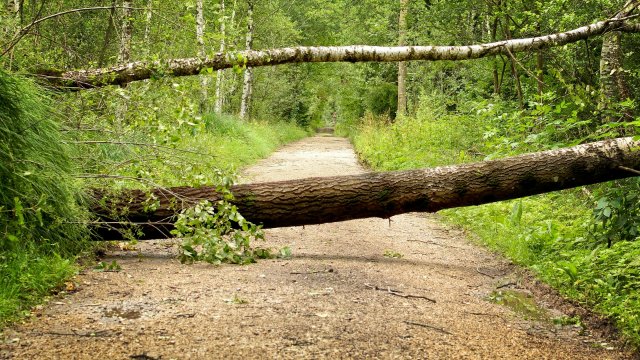 Starker Wind entwurzelt Bäume im Westerwald