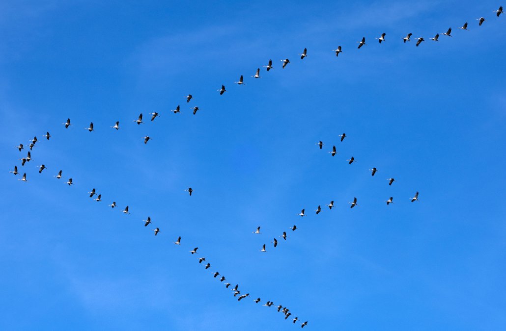 Tausende Kraniche kehren aus Winterquartieren zurück Tausende Kraniche kehren aus Winterquartieren zurück