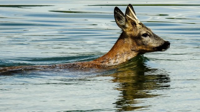 Erschrockene Rehe springen in Rhein und lösen Rettungseinsatz aus