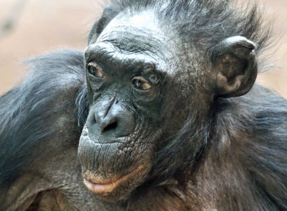 Ein langes Affenleben ist zu Ende - Bonobo-Weibchen Margrit ist tot