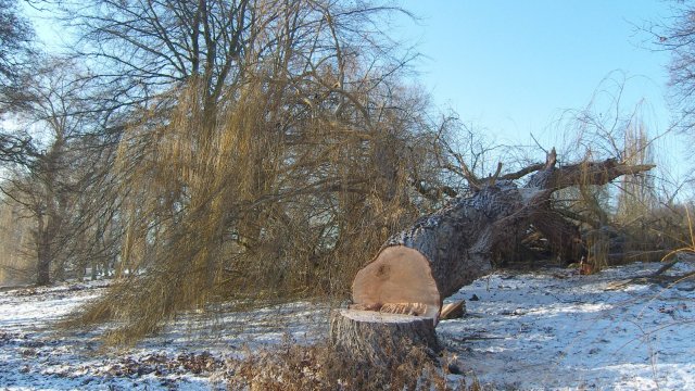 Mann bei Forstarbeiten eingeklemmt und schwer verletzt