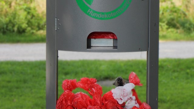 Der Kampf der Kommunen gegen den Hundekot