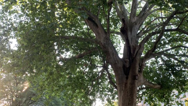 Winden setzt eine Esskastanien-Allee