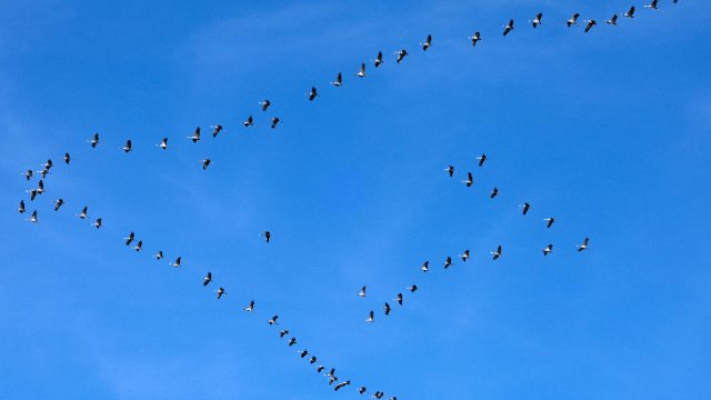 Tausende Kraniche kehren aus Winterquartieren zurück