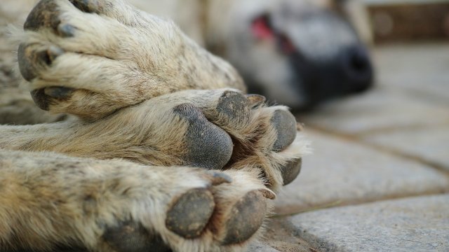 Ausgesetzter Hund verendet vor Tierheim in Montabaur qualvoll