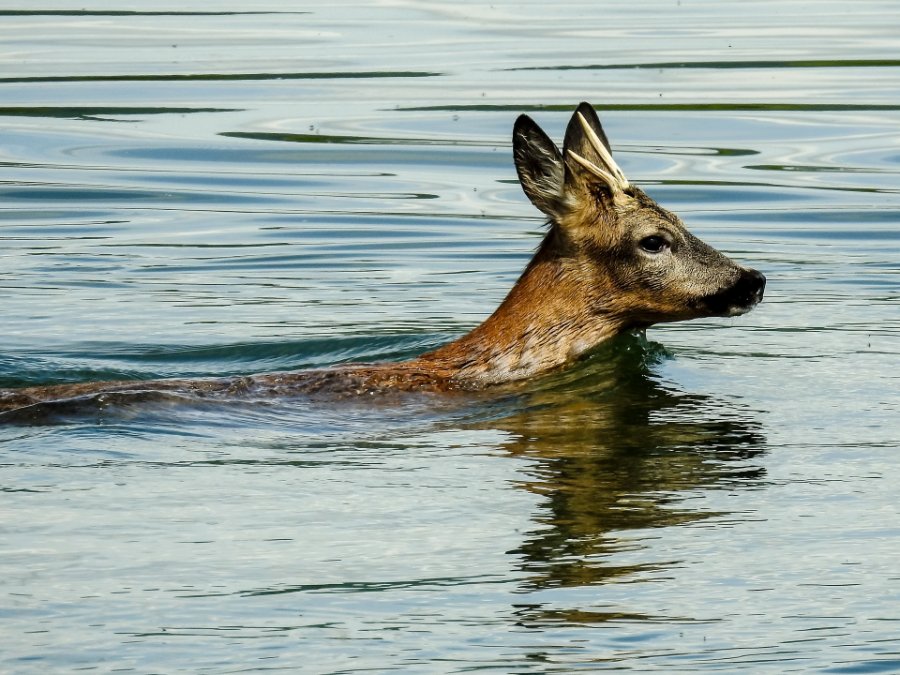 Erschrockene Rehe springen in Rhein und lösen Rettungseinsatz aus Erschrockene Rehe springen in Rhein und lösen Rettungseinsatz aus
