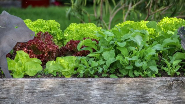 Vortrag mit Gartenbuchautorin Anja Klein – "Vielfalt im Hochbeet"