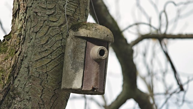 Einladung zur Nistkasten-Pfege in Becheln