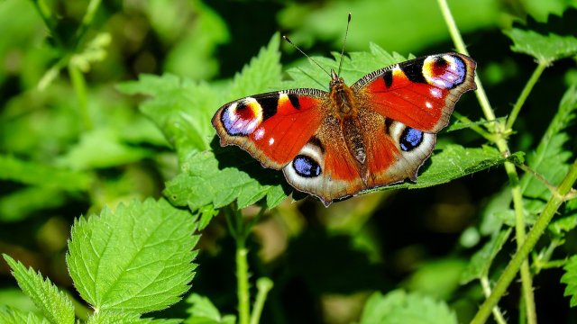 Natur im Garten – Wohlbefinden für Mensch und Tier
