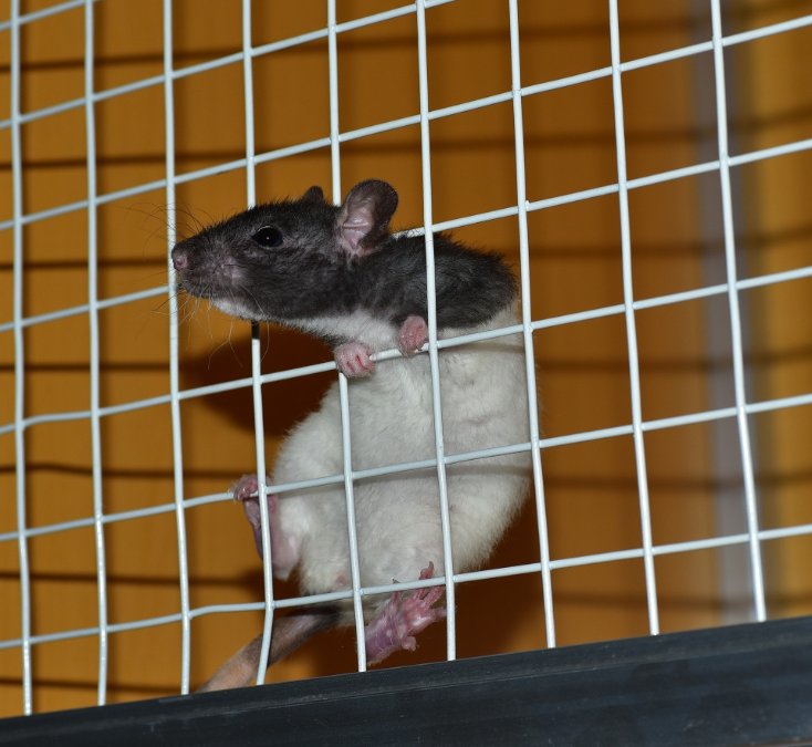 Frau hortet Ratten in Wohnung