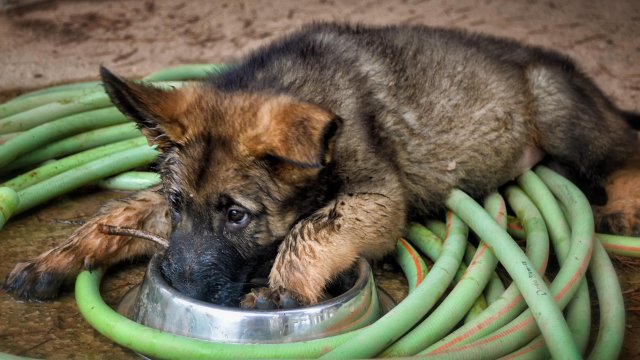 Altenkirchen: Unbekannte stehlen Schäferhund in Hundeschule