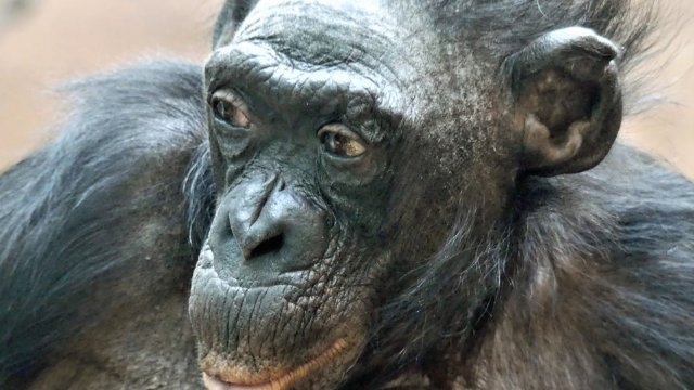 Ein langes Affenleben ist zu Ende - Bonobo-Weibchen Margrit ist tot