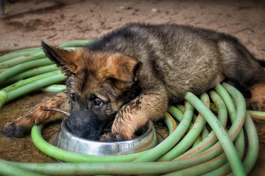 Altenkirchen: Unbekannte stehlen Schäferhund in Hundeschule Altenkirchen: Unbekannte stehlen Schäferhund in Hundeschule