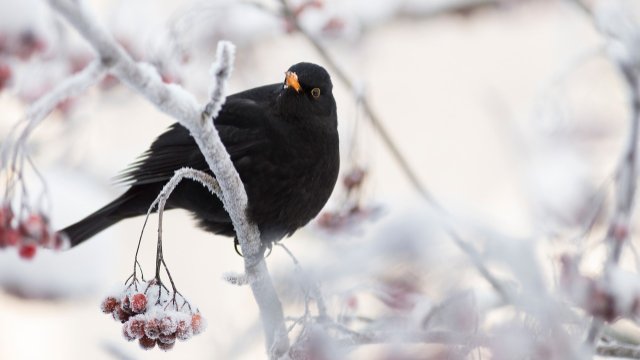 Welcher Wintervogel fliegt denn da?