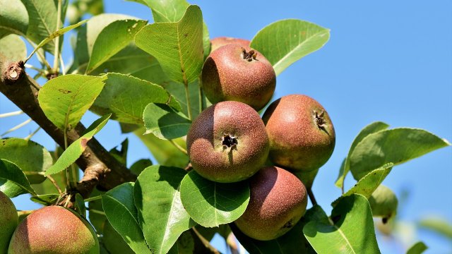 Der richtige Obstbaumschnitt: Tipps vom Profi