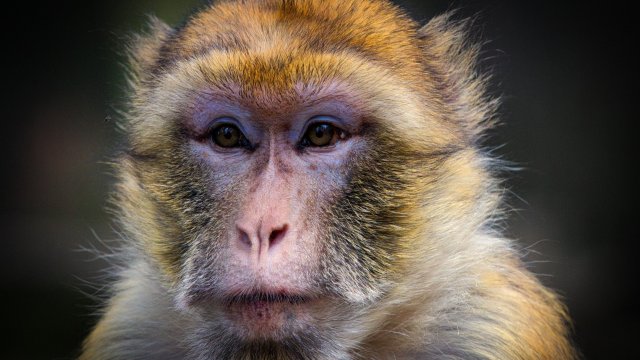 Berberaffe aus Tierpark im Kreis Altenkirchen entwischt