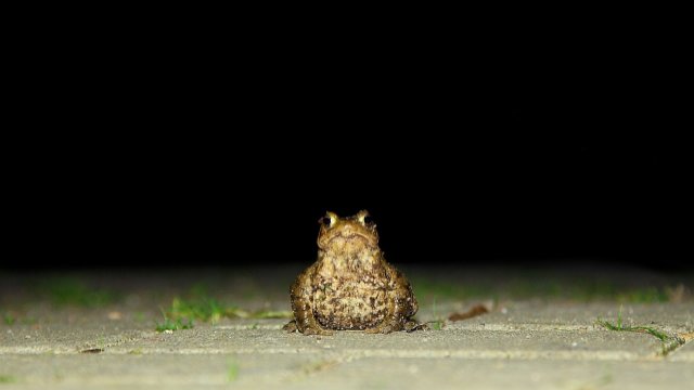 Laichzeit der Amphibien beginnt 