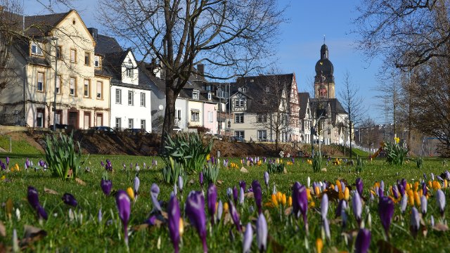 Krokusse verkünden den Frühlingsanfang in Koblenz